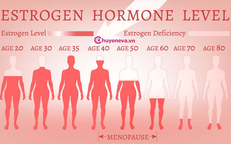 Vai trò của nội tiết tố estrogen với cơ thể người phụ nữ